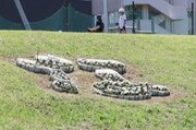 河川敷の公園を花いっぱいに、花文字も作ったよ♪上越市・稲田小児童、地域住民らと苗植え