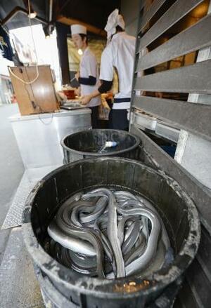 　ウナギ料理店のニホンウナギ＝２３日、東京都目黒区
