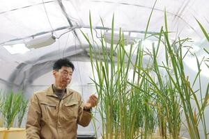 研究施設のビニールハウスで開発中の稲の状態を確認する水稲研の地主建志社長＝愛知県豊明市（写真映像部・大須賀悠撮影）