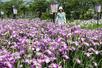 ハナショウブが見頃を迎えた「瓢湖あやめ園」＝６月１４日、阿賀野市水原