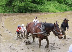 泥だらけになって馬耕を体験した代かき=柏崎市高柳町