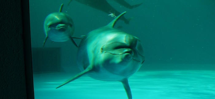 イルカが胸びれで相手をこする行動に体表面をケアする機能 社会的 衛生的な機能をあわせ持つ社会行動であることが明らかに 新潟日報デジタルプラス