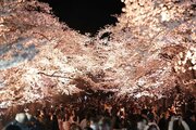 日本三大夜桜・高田城址公園の桜が満開♪4000本が一気に開花、花見客らでにぎわう［高田城址公園観桜会2026］
