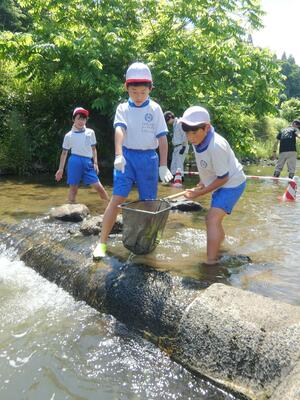 網を手に、久知川にすむ生き物を探す河崎小の児童＝佐渡市久知河内