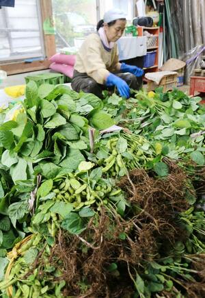 出荷が最盛期を迎えている「弥彦むすめ」＝２１日、弥彦村井田