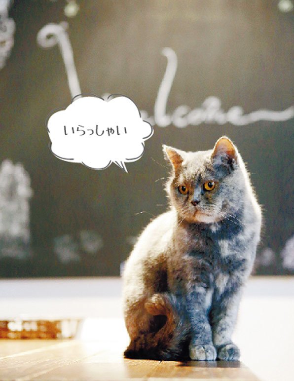 癒やしの猫 にいがたの猫カフェ Assh 2月10日号 新潟日報デジタルプラス