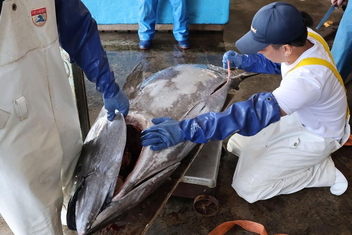 100キロ台のクロマグロが次々と…突然の豊漁に漁師もビックリ‼ 佐渡