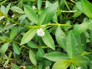 花をつけたナガエツルノゲイトウ(農研機構提供)