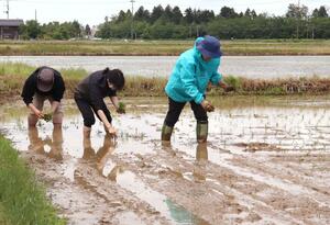 見附にこだわった日本酒を造ろうと行った酒米の田植え=見附市新潟東町