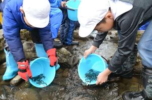鮭の稚魚を放流する十日町市立田沢小3年生=十日町市