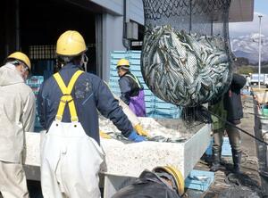 大量に水揚げされるイワシ。市場は漁師らの活気であふれていた=2月13日、佐渡市春日