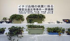 押収したイチゴ「桃薫」の苗など=12月3日午前、警視庁第4方面本部