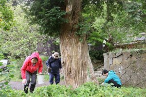 樹齢600年超のカヤの木の実を拾い集める参加者ら=佐渡市徳和