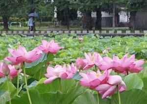 昨夏の高田城址公園のハス=上越市