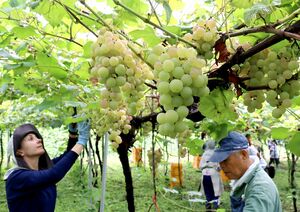 岩の原葡萄園で本格的に始まったブドウの収穫作業=9月3日、上越市北方