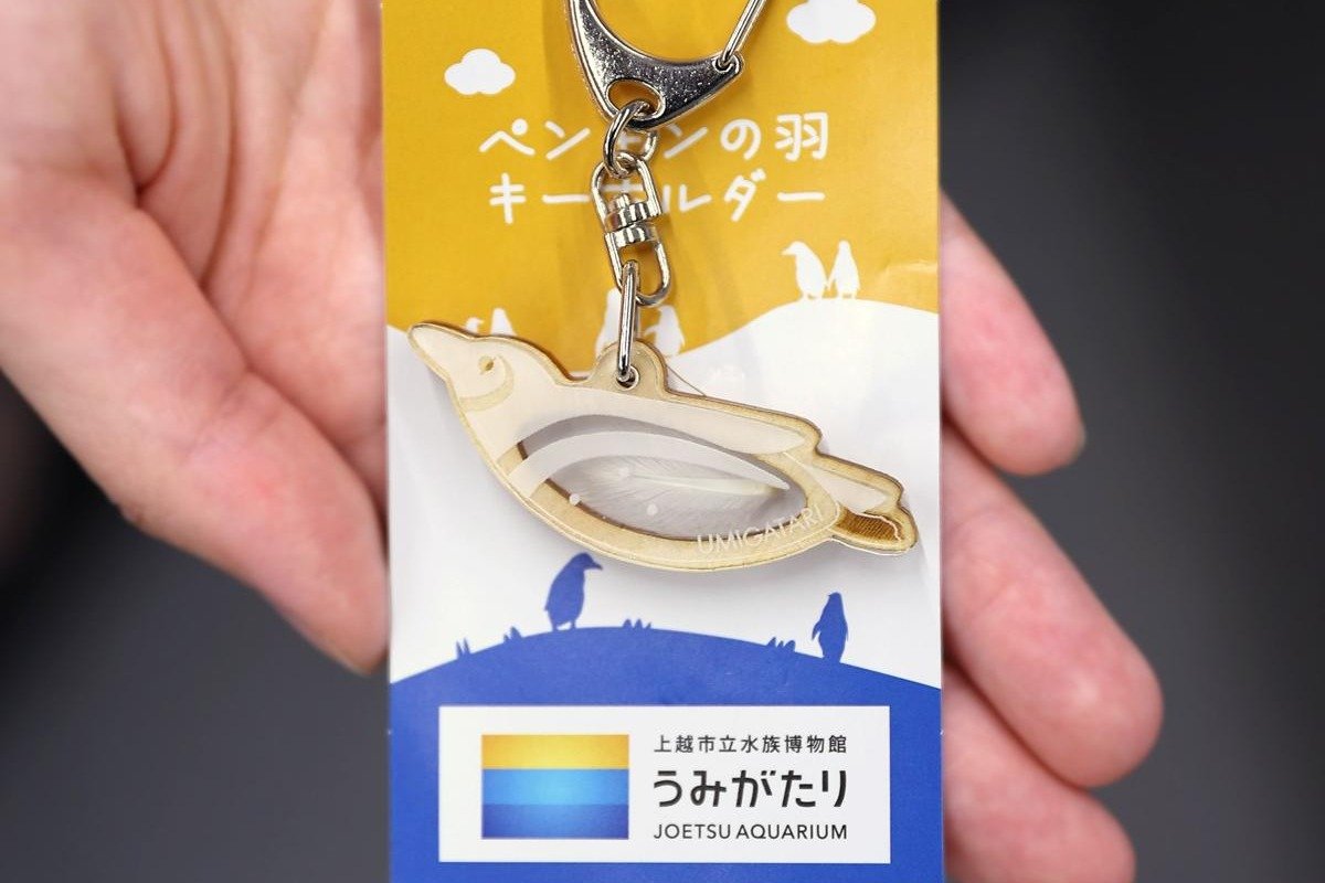 マゼランペンギンの羽根入りキーホルダー、うみがたり（上越市）が限定