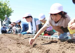 7・13水害の慰霊式に向けてヒマワリの種をまく中之島中央小の3年生=8日、長岡市中之島