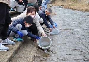 谷根川に鮭の稚魚を放流する子どもたち=柏崎市青海川