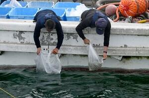 兵庫・淡路島沖に放流されるイカナゴ=6月