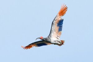 翼を広げ、放鳥会場上空を舞うトキ=5月31日、石川県羽咋市