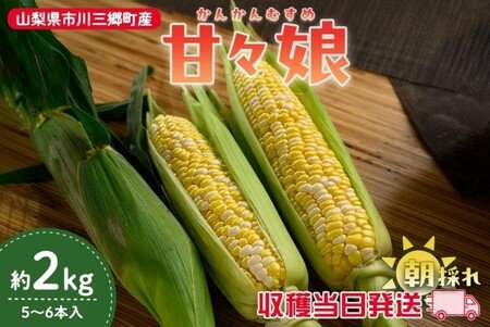 【甘々娘】極甘とうもろこし 種 約2000粒【専業農家仕入れ種子】 Amazon.co.jp: 甘々娘極甘とうもろこし 種 約2000粒専業農家仕入れ種子