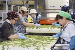 鮮度と甘みが自慢のブランド枝豆「えんだま」の選別作業=7月10日、阿賀野市下山屋