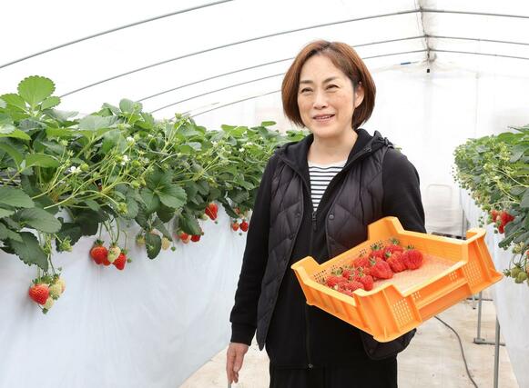 越後姫を収穫する若杉智代子さん。朝採りを直売所で販売している＝新発田市米倉