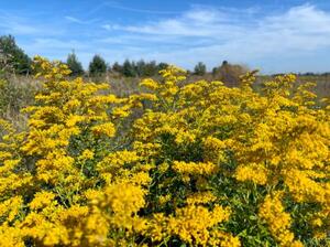 ウクライナ中部の野原に咲く草花=9月(共同)
