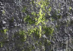 小笠原諸島・西之島で確認されたコケ植物の一種(自然環境研究センターの森英章上席研究員提供)