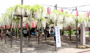 参加者らが満開を迎えた安了寺境内の白藤を楽しんだ=5月5日、燕市八王寺