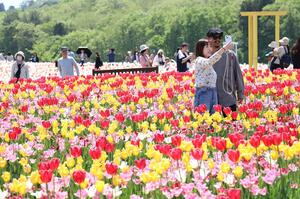 色とりどりに咲き誇り、見頃を迎えているチューリップ=4月28日、長岡市宮本東方町