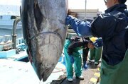 大漁！クロマグロ、191キロの大物も♪佐渡市両津湾で最盛期、港に活気<br /