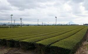 鹿児島県南九州市に広がる茶畑=2024年3月