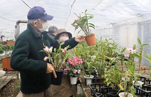 施設利用者らが育てたデンドロビウムを品定めする市民ら=28日、上越市