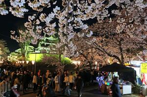 満開を迎えた高田城址公園の夜桜=9日、上越市