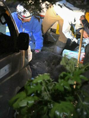 仙台市青葉区の住宅街で駆除されたクマ（中央）＝１９日午後