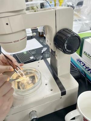 　カツオの水晶体の同位体比を調べるため、試料を薄く削り取る研究者（水産庁、水産研究・教育機構提供）