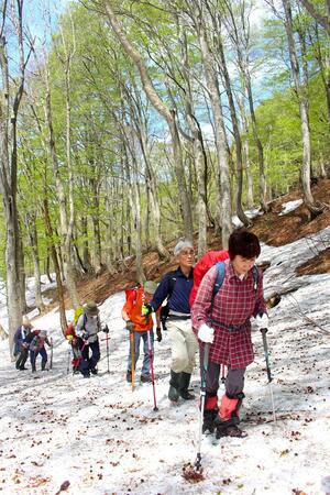雪が残るブナの原生林を歩く参加者ら=村上市