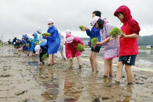 今年の豊作を願う御田植祭で手植えをする弥彦小5年生=5月8日、弥彦村村山