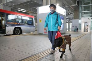盲導犬「タルト」と新潟駅バスターミナルを歩き、使いにくい点などを確認する岩崎深雪さん=新潟市中央区花園1