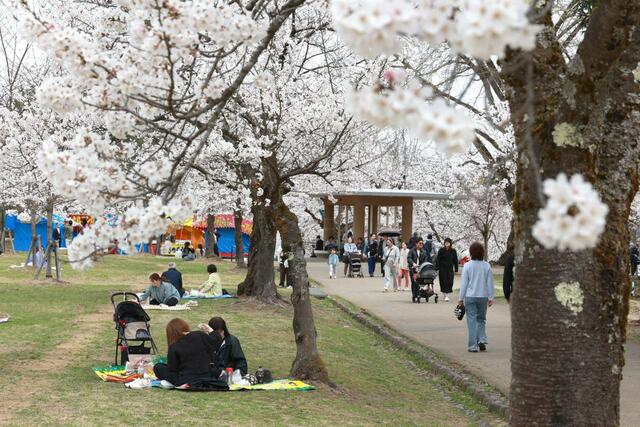 満開を迎えた悠久山公園の桜＝９日、長岡市御山町