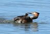 ひなを背中に乗せ、子育てをするカンムリカイツブリ＝５日、阿賀野市水原の瓢湖