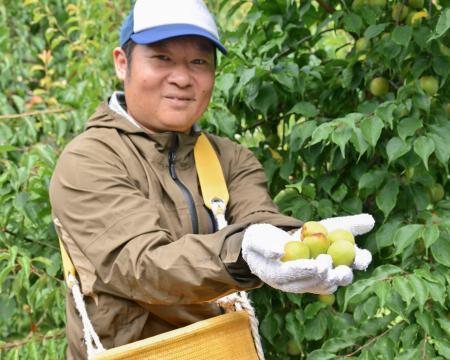 南高梅の収穫最盛期、品質良好 和歌山南部 | 新潟日報