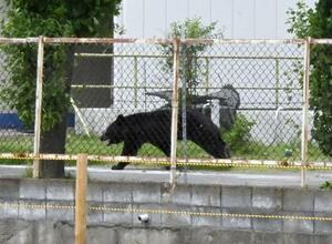 福島市の事業所の敷地内に侵入するクマ=2日