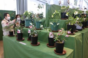 上品な花が並ぶクリスマスローズ展=2月16日、長岡市の国営越後丘陵公園