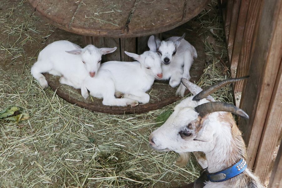 コヤギ　　3点おまとめ ヤギ 3件おまとめ
