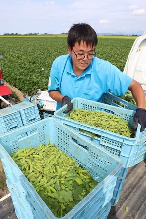 ナカムラ農産の農場で収穫された枝豆=長岡市高野町