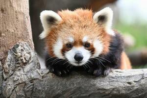 新しい屋内型施設で展示される予定のレッサーパンダ(野毛山動物園提供)