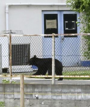 福島市内で確認された人を襲ったとみられるクマ＝２日午後０時３５分ごろ