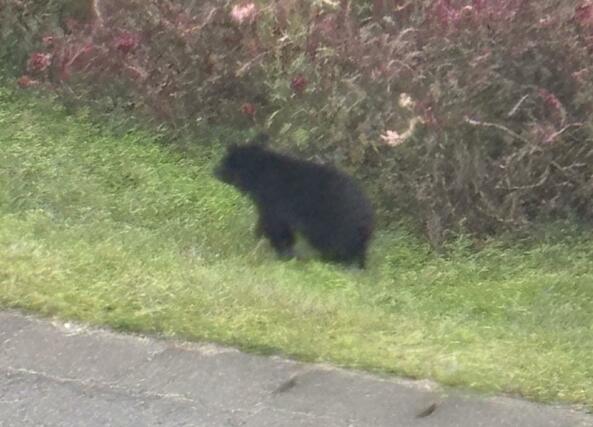 阿賀野市新保の建設会社に立てこもったクマ＝３１日午前１０時半ごろ（提供写真）